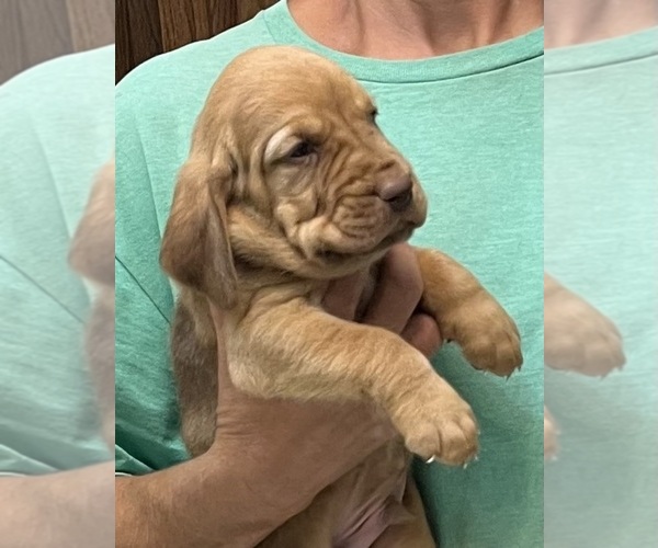 Medium Photo #10 Bloodhound Puppy For Sale in FORT MORGAN, CO, USA