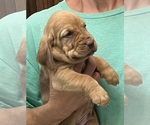 Red LM 6 - Male Bloodhound Puppy for Sale - Photo #10
