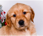 Small #1 Golden Retriever