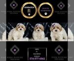 Small #5 Maltipoo