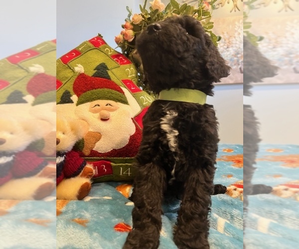 Medium Photo #12 Goldendoodle Puppy For Sale in NEW LONDON, NC, USA