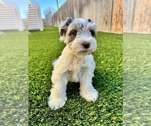 Schnauzer (Miniature) Puppy for sale in ODESSA, TX, USA