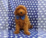 Small Photo #5 Goldendoodle-Poodle (Toy) Mix Puppy For Sale in NOTTINGHAM, PA, USA