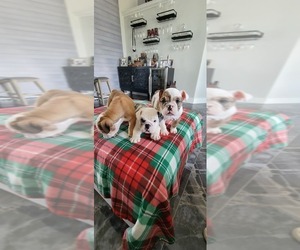 English Bulldog Puppy for sale in CAPE CORAL, FL, USA