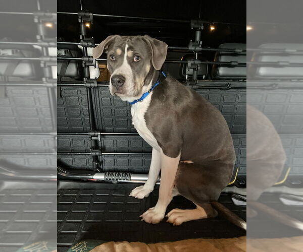 Medium Photo #2 American Bulldog-Unknown Mix Puppy For Sale in Salt Lake City, UT, USA