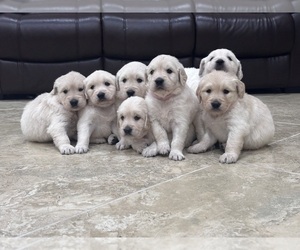 Golden Retriever Litter for sale in ATASCOCITA, TX, USA