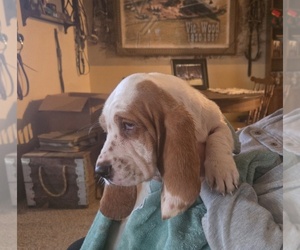 Basset Hound Puppy for sale in TOPPENISH, WA, USA