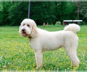 Mother of the Goldendoodle puppies born on 02/27/2021