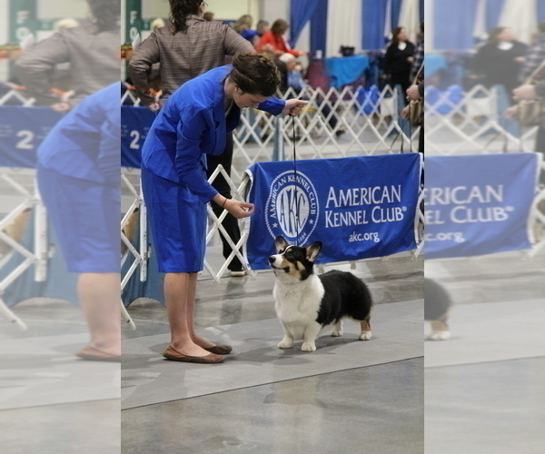 Medium Photo #1 Pembroke Welsh Corgi Puppy For Sale in FAIR GROVE, MO, USA
