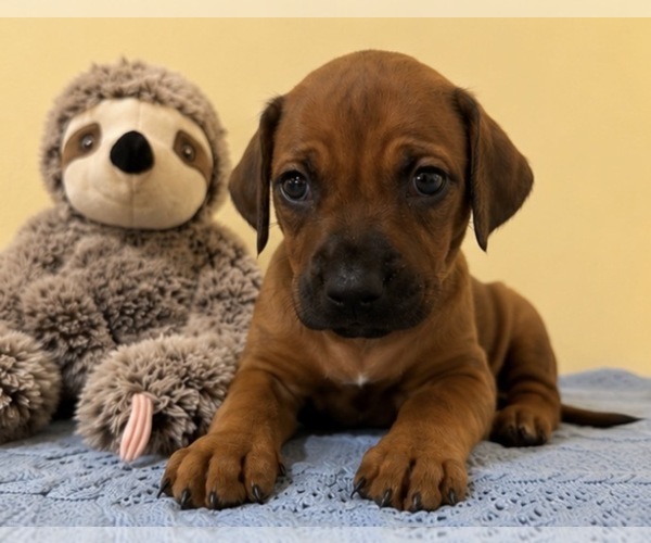 Medium Photo #16 Rhodesian Ridgeback Puppy For Sale in MADISON, GA, USA