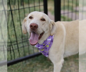 Labrador Retriever-Unknown Mix Dogs for adoption in San Antonio, TX, USA