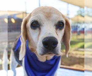 Beagle Dogs for adoption in San Antonio, TX, USA