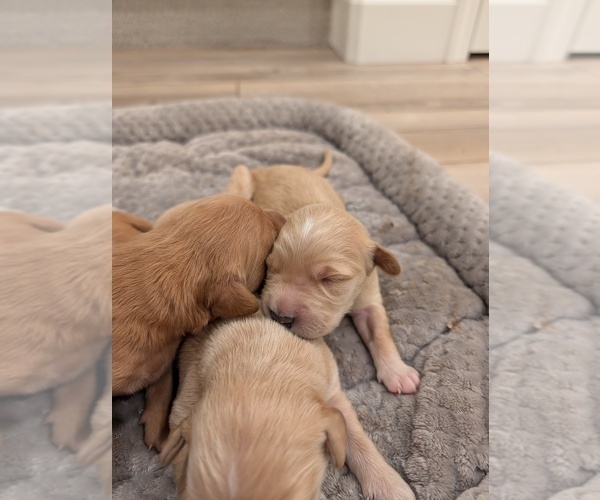 Medium Photo #10 English Cream Golden Retriever Puppy For Sale in SACRAMENTO, CA, USA