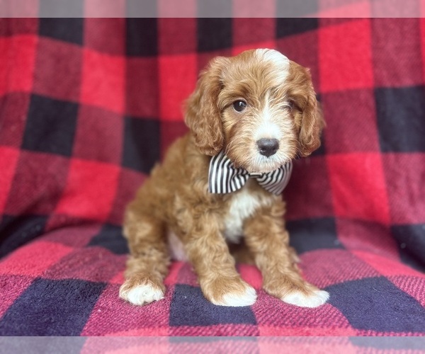 Medium Photo #4 Cavapoo Puppy For Sale in LAKELAND, FL, USA