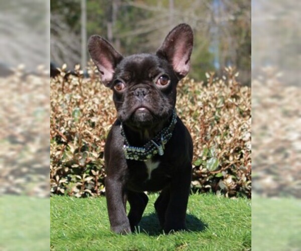 Medium Photo #2 French Bulldog Puppy For Sale in WAYCROSS, GA, USA