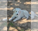 Small Great Pyrenees Mix