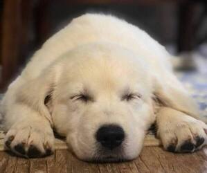 Golden Retriever Puppy for sale in DECKER PR, TX, USA