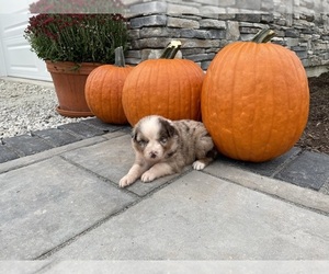 Australian Shepherd Puppy for sale in LODA, IL, USA