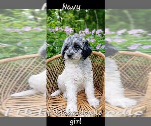 Miniature Labradoodle Puppy for sale in MILLVILLE, MN, USA