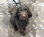 Small Photo #1 Labradoodle Puppy For Sale in SAGINAW, MN, USA