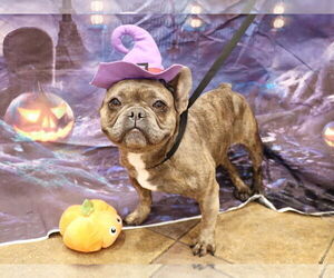 French Bulldog Dogs for adoption in Victorville, CA, USA