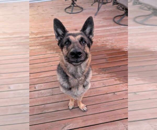 Medium Photo #1 German Shepherd Dog Puppy For Sale in Minneapolis, MN, USA