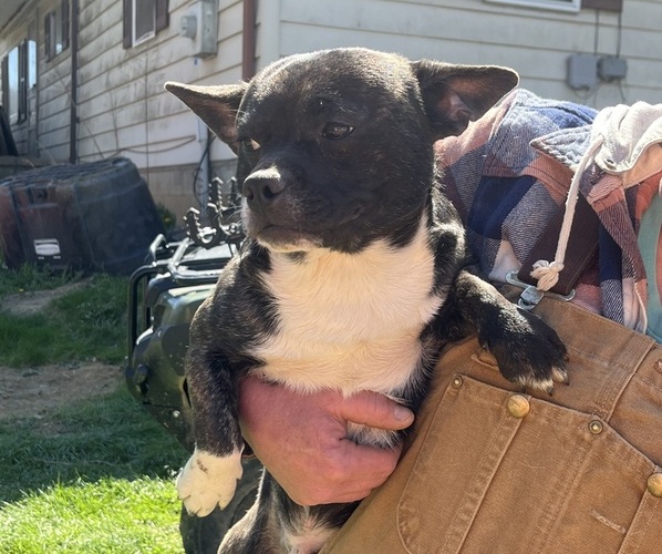 Medium Photo #3 French Bullhuahua Puppy For Sale in SPRAGGS, PA, USA