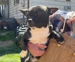 Small #2 French Bullhuahua