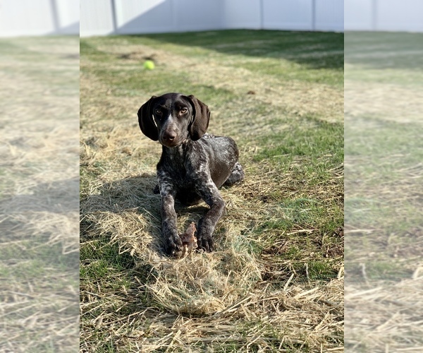 Medium Photo #1 German Shorthaired Pointer Puppy For Sale in MBORO, TN, USA