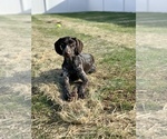 Small Photo #1 German Shorthaired Pointer Puppy For Sale in MBORO, TN, USA