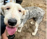 Small #2 Old English Sheepdog