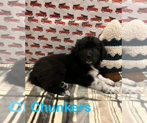 Great Pyrenees-Karakachan Mix Puppy for sale in FARMINGTON, IL, USA