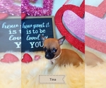 Small Photo #1 Chihuahua Puppy For Sale in ELBERTA, AL, USA