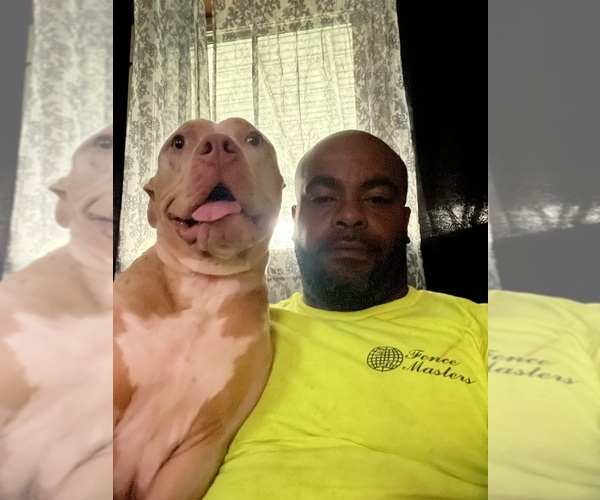 Medium Photo #1 American Bully Puppy For Sale in DUNDALK, MD, USA