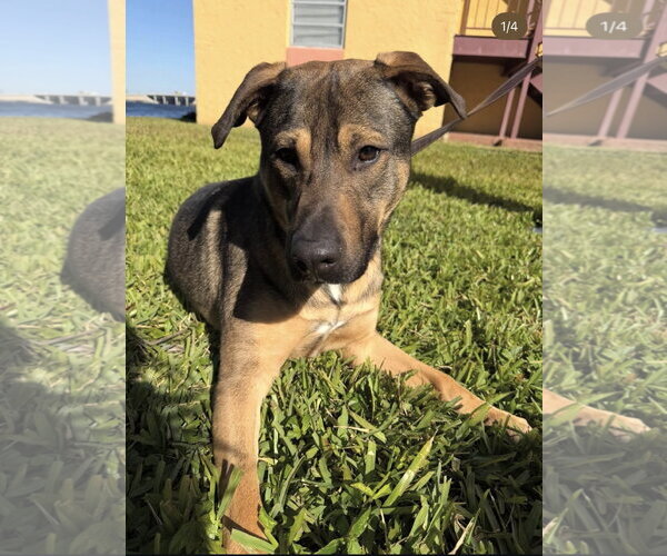 Medium Photo #3 German Shepherd Dog-Unknown Mix Puppy For Sale in Miami, FL, USA