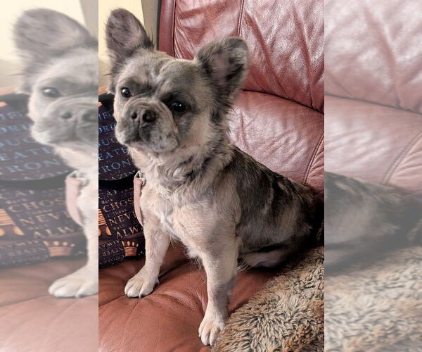 Medium Photo #1 French Bulldog Puppy For Sale in San Bernardino, CA, USA