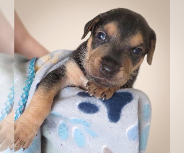 Medium Photo #4 Labrador Retriever-Unknown Mix Puppy For Sale in Grovertown, IN, USA