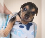 Small Photo #4 Labrador Retriever-Unknown Mix Puppy For Sale in Grovertown, IN, USA