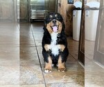 Small Photo #1 Bernedoodle Puppy For Sale in MINEOLA, TX, USA