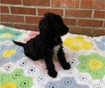 Small Photo #8 Springerdoodle Puppy For Sale in GADSDEN, AL, USA