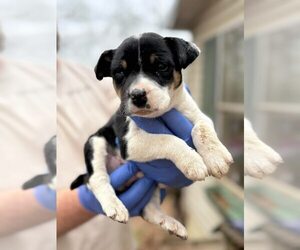 Saint (AL) - Male Retriever -Unknown Mix Dog for Adoption - Photo #2