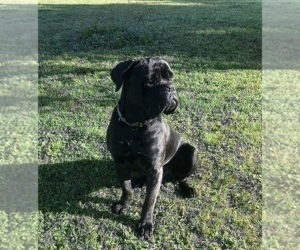 Father of the Cane Corso puppies born on 08/17/2022