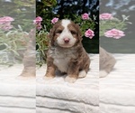 Small #7 Miniature Bernedoodle