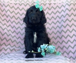 Goldendoodle Puppy for sale in LAKELAND, FL, USA