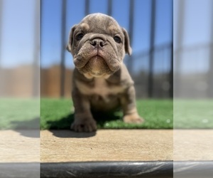 English Bulldog Puppy for sale in HOUSTON, TX, USA
