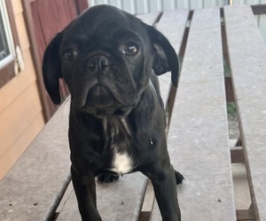 Pug Puppy for sale in KILLEEN, TX, USA