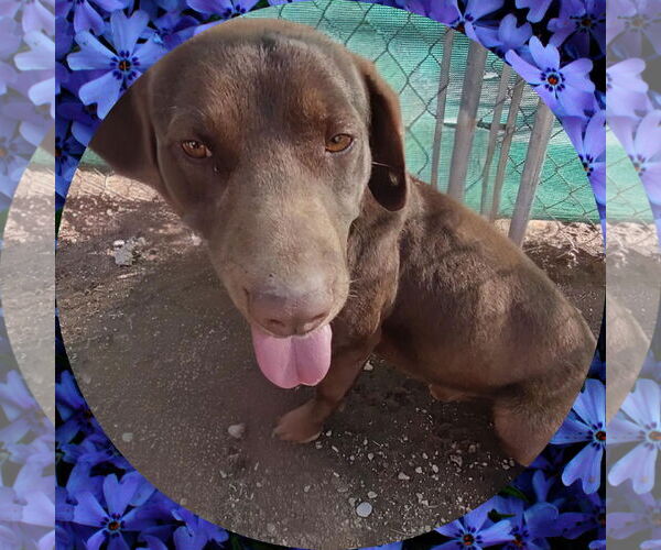 Medium Photo #3 Chocolate Labrador retriever-Unknown Mix Puppy For Sale in Apple Valley, CA, USA