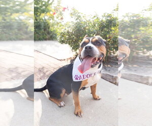 Mila - Female Mutt Dog for Adoption - Photo #26