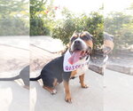 Small Photo #26 Mutt Puppy For Sale in Crete, IL, USA