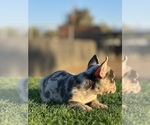 Small #3 French Bulldog